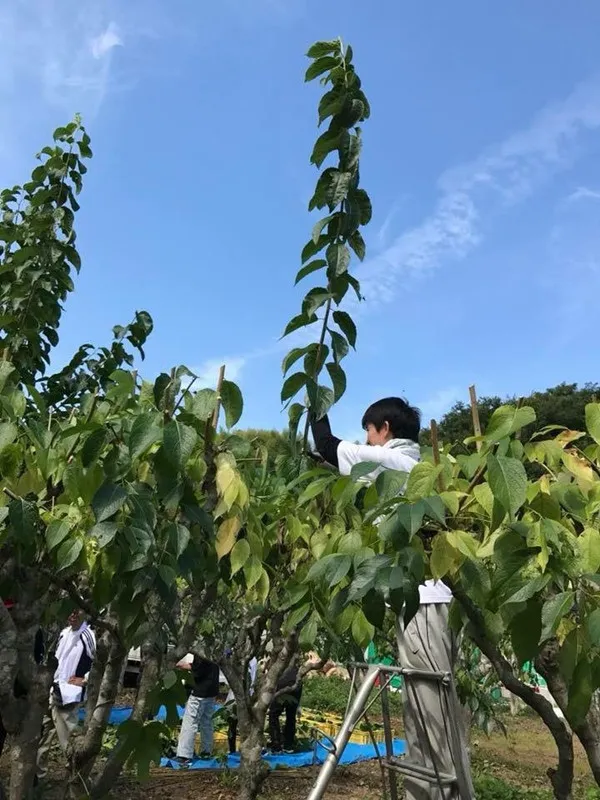 สภาพภูมิอากาศกึ่งเขตร้อนมีส่วนร่วมในส่วนผสมที่ใช้งานอยู่สูงของ Eucommia Ulmoides อย่างไร